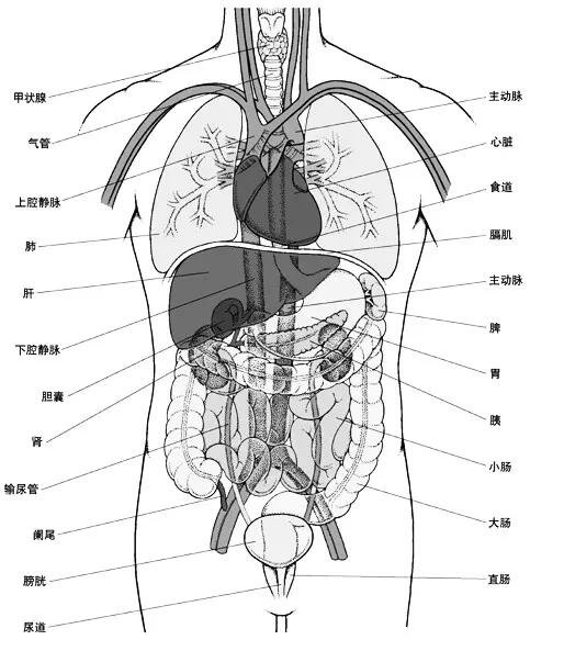 人體解剖圖各器官位置圖高清，內(nèi)臟器官位置分布圖及功能介紹