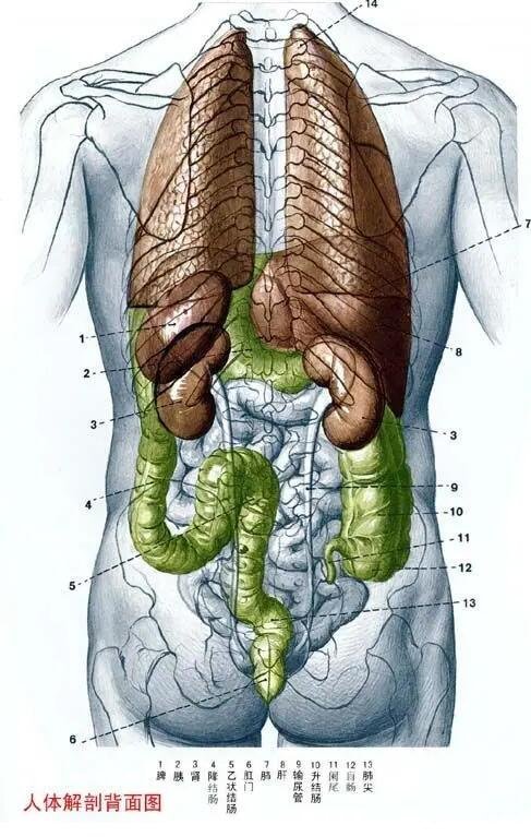 人體內(nèi)臟器官分布圖結(jié)構(gòu)圖，五臟六腑的位置分布圖及功能介紹