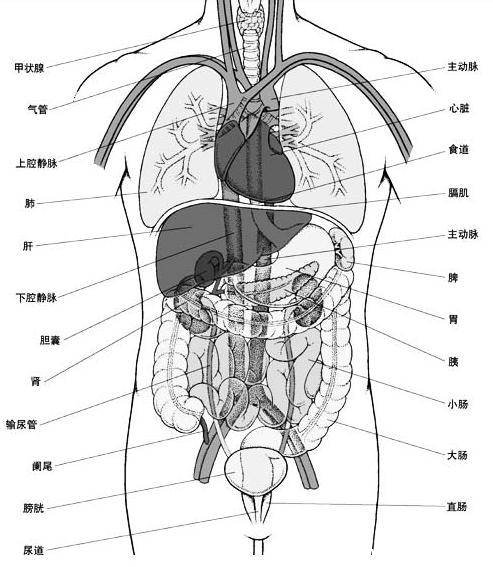 人體結構示意圖器官分布圖，包括骨骼器官和內臟器官分布