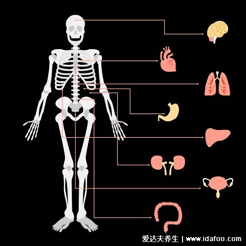 人體結構示意圖器官分布圖，包括骨骼器官和內臟器官分布