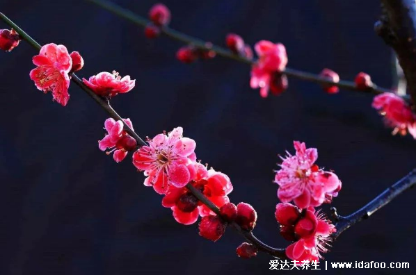 風水上十大不吉利花排行，家里千萬不能養(yǎng)茶花