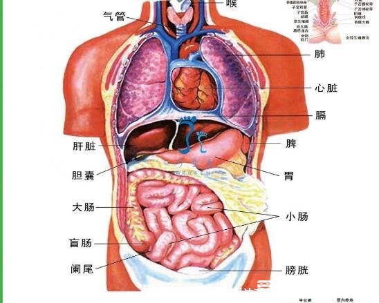 人體內(nèi)臟結(jié)構(gòu)圖，帶你了解人體內(nèi)臟器官位置分布圖