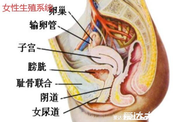 人體內(nèi)臟結(jié)構(gòu)圖，帶你了解人體內(nèi)臟器官位置分布圖