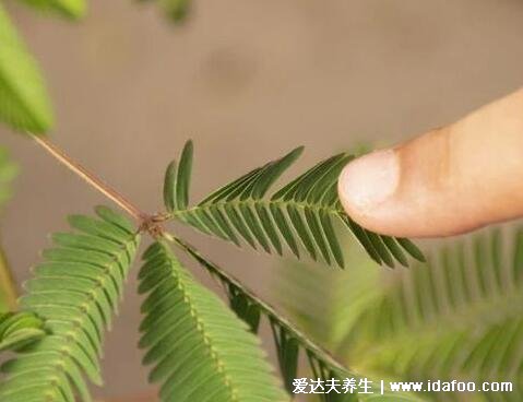 客廳最旺宅的大型植物，天堂鳥(niǎo)/金錢數(shù)/平安樹(shù)都可以(5種植物)