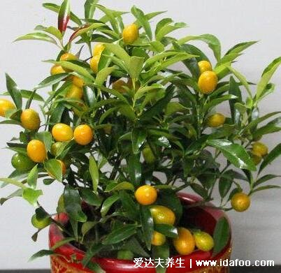 客廳最旺宅的大型植物，天堂鳥(niǎo)/金錢數(shù)/平安樹(shù)都可以(5種植物)