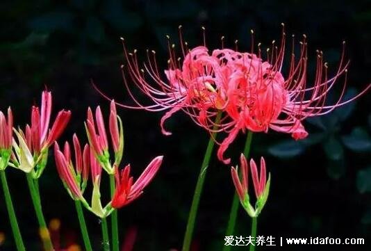 十大不吉利花，梅花和沒錢花諧音(彼岸花生長在墓地)