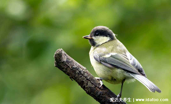 鳥屎掉身上有什么預(yù)兆，是福是禍怎么破解都和自己的想法有關(guān)