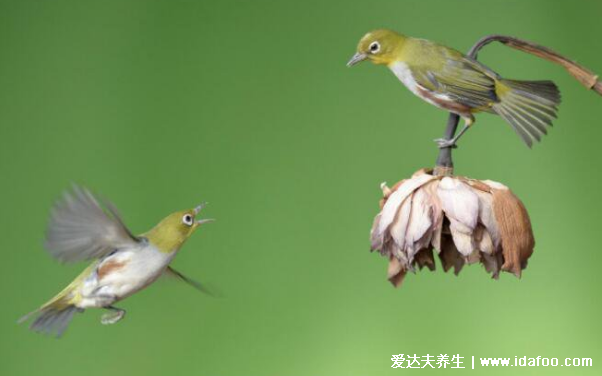 鳥屎掉身上有什么預(yù)兆，是福是禍怎么破解都和自己的想法有關(guān)