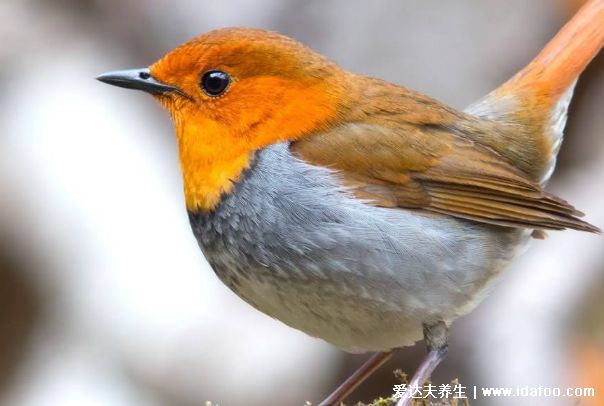 鳥屎掉身上有什么預(yù)兆，是福是禍怎么破解都和自己的想法有關(guān)