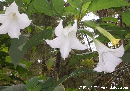 曼陀羅花有毒嗎，全身有毒就連香味都有毒 (誤食嚴重可死亡)