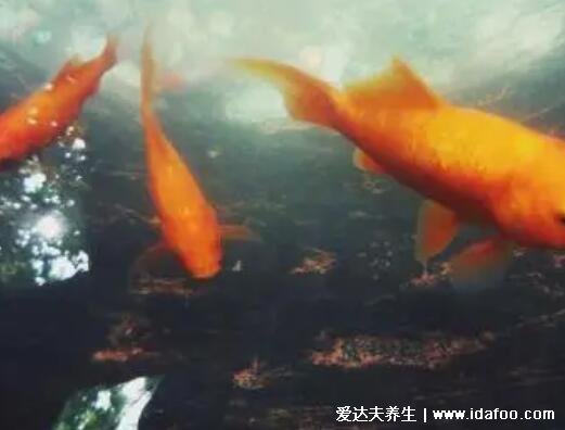 夢見魚5種征兆要發(fā)財，夢見小魚產(chǎn)子是吉兆(有意想不到收入)