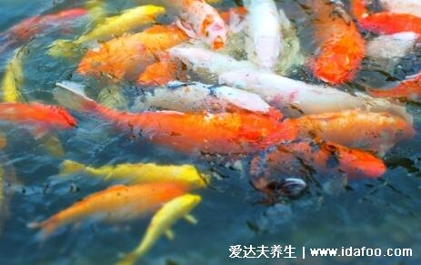 夢見魚5種征兆要發(fā)財，夢見小魚產(chǎn)子是吉兆(有意想不到收入)