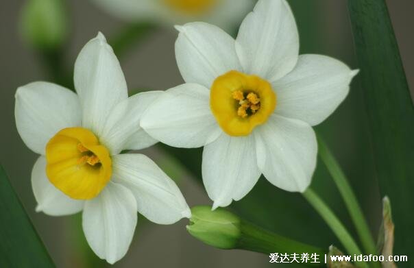 凌波仙子水仙花圖片，水仙花有毒嗎(有毒但不影響空氣可以室內(nèi)養(yǎng))