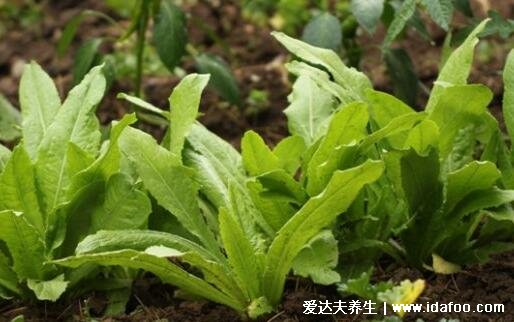 萵筍葉子能吃嗎，不僅能吃而且營(yíng)養(yǎng)比根莖還豐富(但口感有些苦)