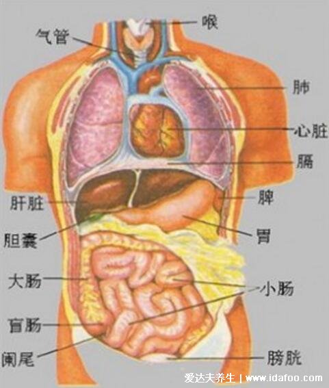 人體器官分五臟六腑器官分布圖，清晰大圖看各個內(nèi)臟的位置分布