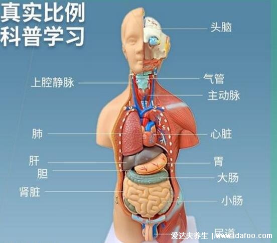 人體器官分五臟六腑器官分布圖，清晰大圖看各個內(nèi)臟的位置分布