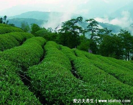 肉桂茶屬于什么茶，武夷巖茶的一種/屬于烏龍茶