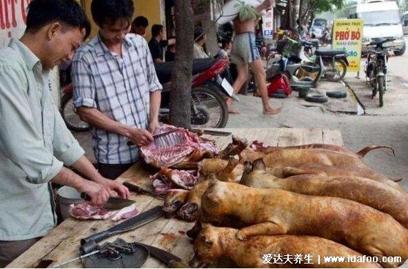 狗肉不能和什么一起吃，不能和綠豆/西瓜/食醋/黃鱔/茶一起吃