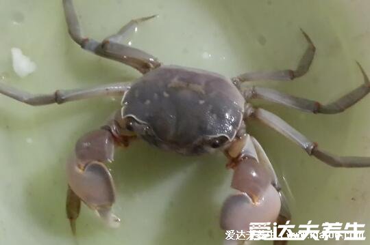 螃蟹吃什么食物，喂食米飯/面包屑/玉米或南瓜都可以(雜食性動物)