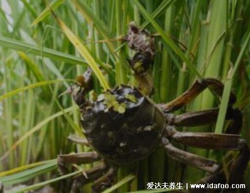 螃蟹吃什么食物，喂食米飯/面包屑/玉米或南瓜都可以(雜食性動物)