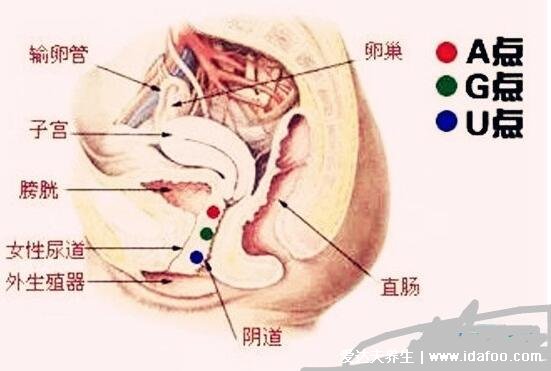 女人哪個(gè)地方一摸就想要，G點(diǎn)A點(diǎn)U點(diǎn)三個(gè)地方不要碰