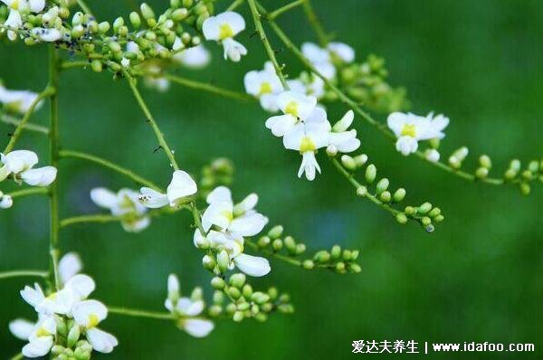 槐花對女性有哪些好處，3種吃法有不同的功效與作用(附禁忌)