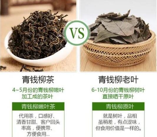 青錢柳茶的功效與作用禁忌，降血壓血脂但3類人不能喝青錢柳茶