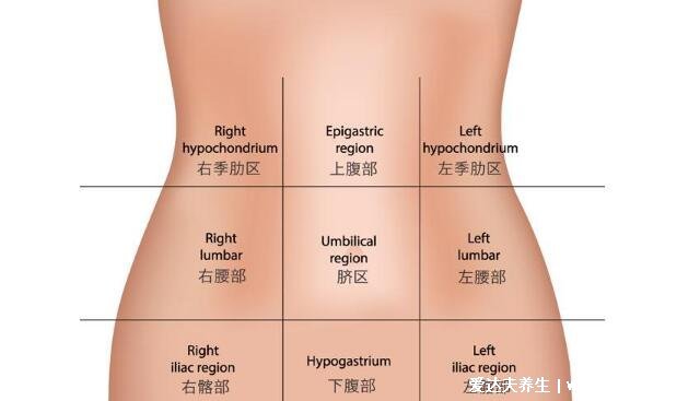 人體腹部結(jié)構(gòu)圖位置，腹部九分法中不同器官分布圖