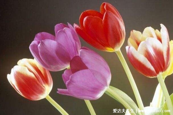 郁金香花語和寓意，象征愛和永遠(yuǎn)的祝福(顏色不同花語不同)