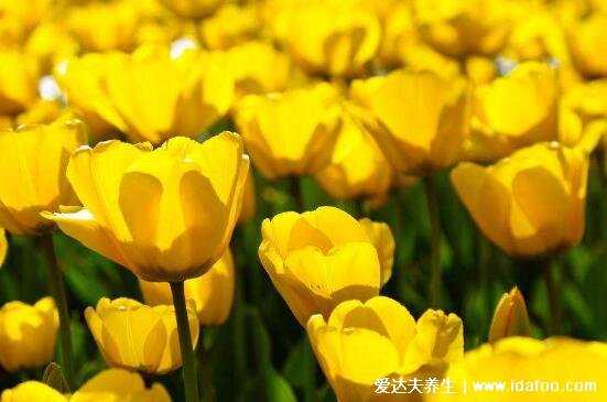 郁金香花語和寓意，象征愛和永遠(yuǎn)的祝福(顏色不同花語不同)