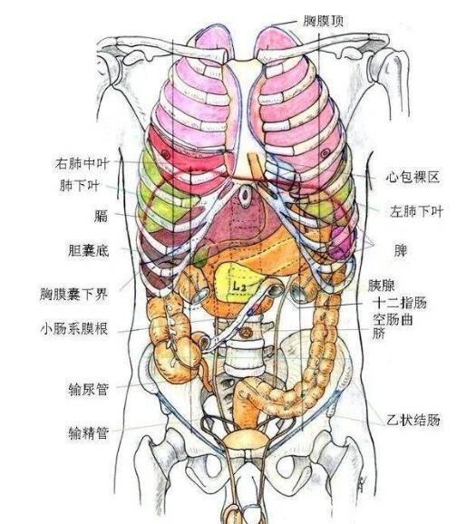 人的內(nèi)臟位置圖，五臟六腑位置圖(附五行五臟六腑相生相克順口溜)