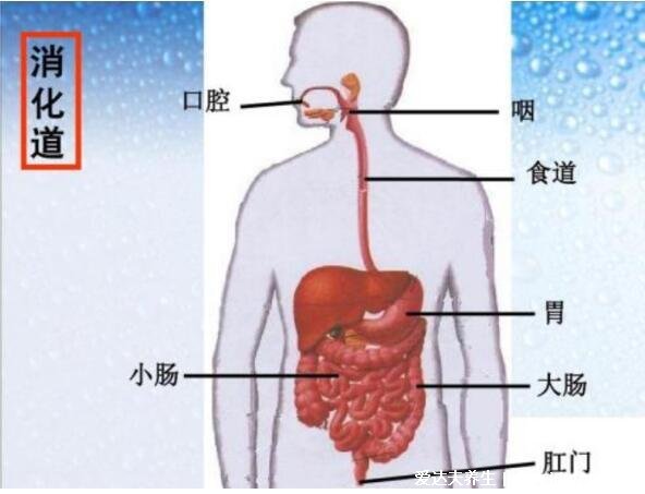 人的內(nèi)臟位置圖，五臟六腑位置圖(附五行五臟六腑相生相克順口溜)