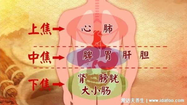 人的內(nèi)臟位置圖，五臟六腑位置圖(附五行五臟六腑相生相克順口溜)