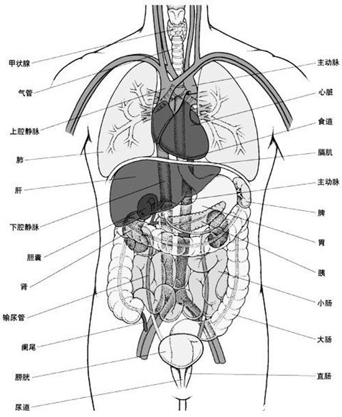 人的內(nèi)臟位置圖，五臟六腑位置圖(附五行五臟六腑相生相克順口溜)