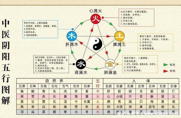 人的內(nèi)臟位置圖，五臟六腑位置圖(附五行五臟六腑相生相克順口溜)