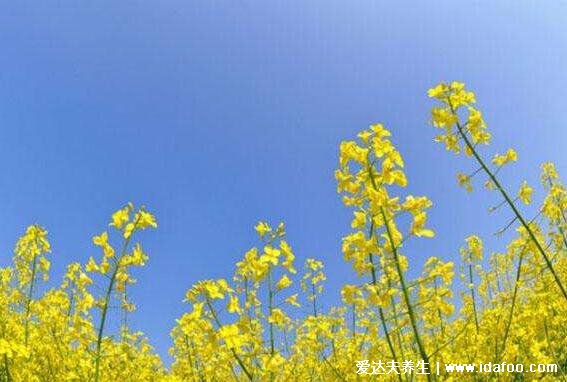 油菜花什么季節(jié)開(kāi)? 什么時(shí)候成熟，不止春季夏季也有(含油菜花圖片)