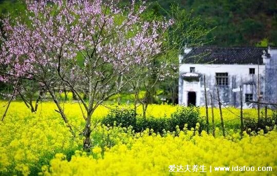 油菜花什么季節(jié)開(kāi)? 什么時(shí)候成熟，不止春季夏季也有(含油菜花圖片)