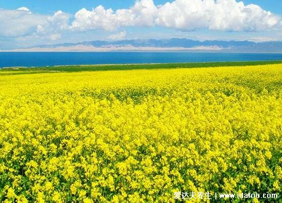 油菜花什么季節(jié)開(kāi)? 什么時(shí)候成熟，不止春季夏季也有(含油菜花圖片)