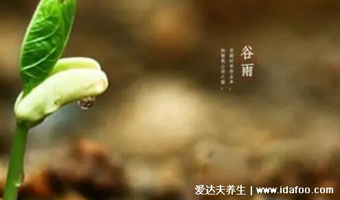 谷雨節(jié)氣的特點(diǎn)和風(fēng)俗，天氣多雨谷物生長(zhǎng)(賞牡丹/吃香椿)