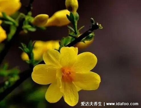 迎春花圖片大全及花語(yǔ)，相愛(ài)到永遠(yuǎn)代表著希望的花朵