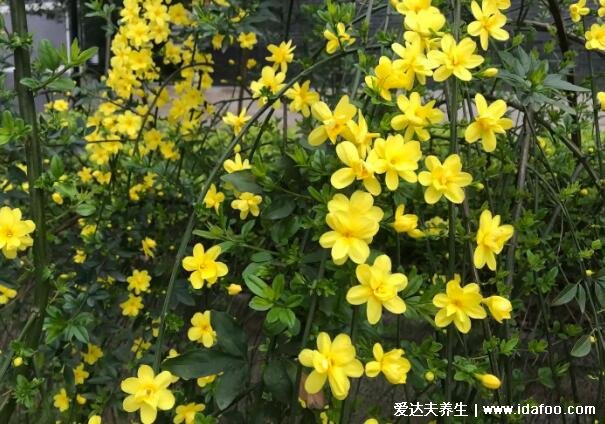 迎春花圖片大全及花語(yǔ)，相愛(ài)到永遠(yuǎn)代表著希望的花朵