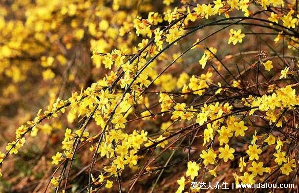 迎春花圖片大全及花語(yǔ)，相愛(ài)到永遠(yuǎn)代表著希望的花朵