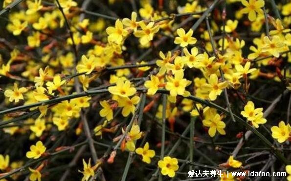 迎春花圖片大全及花語(yǔ)，相愛(ài)到永遠(yuǎn)代表著希望的花朵