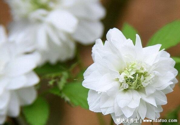 綠蘿為什么叫鬼花，生長(zhǎng)在陰暗潮濕處易招鬼魂(封建迷信)