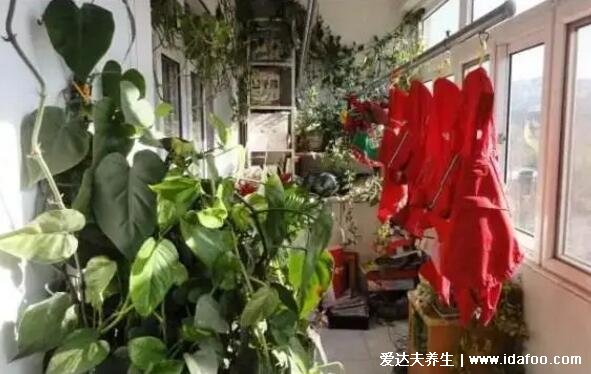 綠蘿為什么叫鬼花，生長(zhǎng)在陰暗潮濕處易招鬼魂(封建迷信)