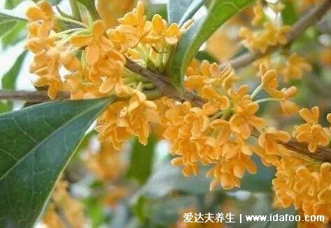 桂花樹(shù)的風(fēng)水禁忌，不能放門(mén)口會(huì)堵住財(cái)運(yùn)(4大禁忌)  