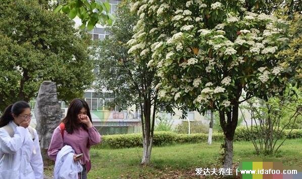 石楠花的味道是什么梗，為什么叫最污花(男性精液的味道)