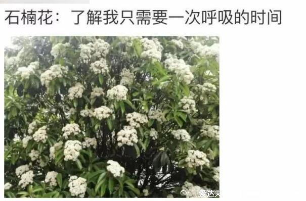 石楠花的味道是什么梗，為什么叫最污花(男性精液的味道)