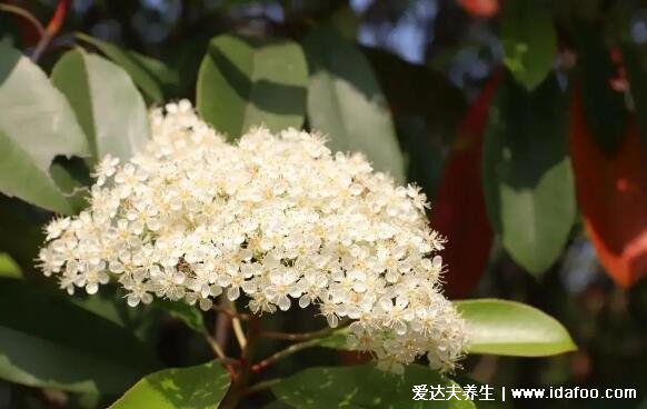 石楠花的味道是什么梗，為什么叫最污花(男性精液的味道)