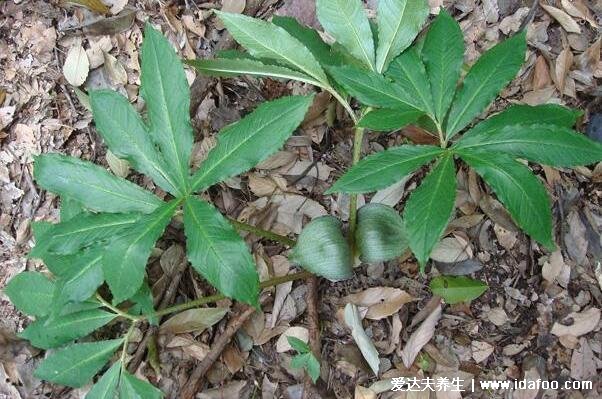 薺菜長什么樣子圖片，不要認成其他野菜(葉似蒲公英開白花)